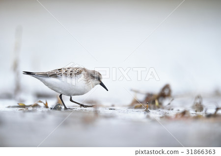 可愛的小鎮 可愛的小鎮 31866363