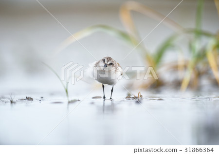 可愛的小鎮 可愛的小鎮 31866364