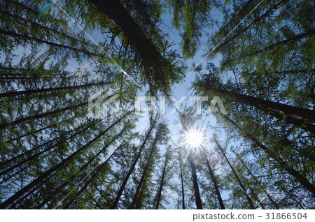 The sun rising up from the coniferous forest 31866504