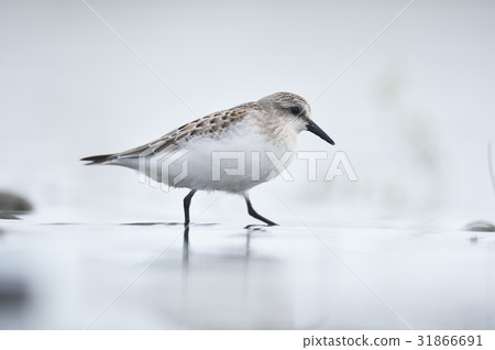 Tounen在水邊 Tounen在水邊 31866691