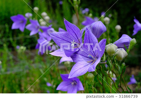 Bellflower Bellflower 31866739
