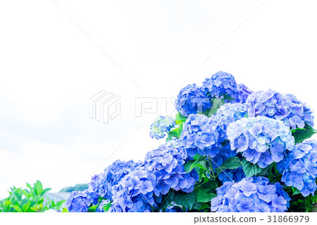 Hydrangea hydrangea hydrangea rainy season Hydrangea hydrangea hydrangea rainy season 31866979