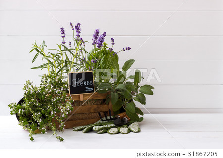 collection of fresh herbs collection of fresh herbs 31867205