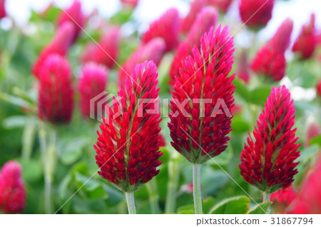 草莓蠟燭 草莓蠟燭 31867794