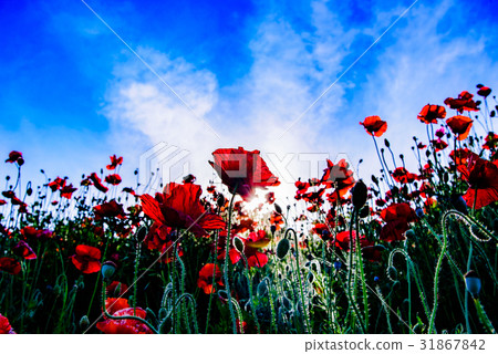 Poppy Poppy 31867842