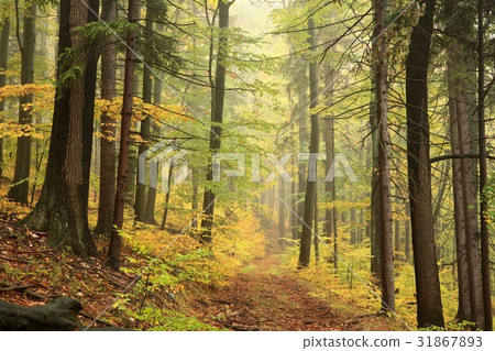 Autumn deciduous forest in misty weather Autumn deciduous forest in misty weather 31867893