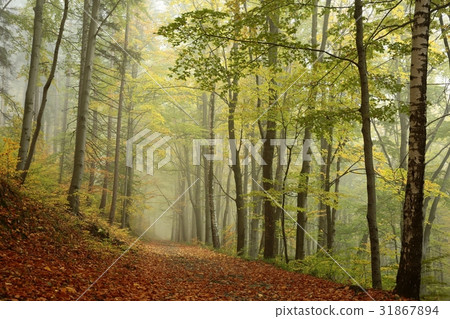 Forest path in foggy autumn weather Forest path in foggy autumn weather 31867894