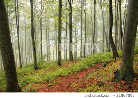 Autumn beech forest in foggy weather 31867895