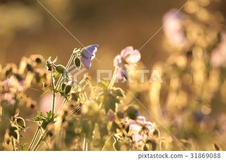 Geranium pratense (Cranesbill Geranium) 31869088