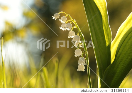 Lily of the valley in May morning 31869114