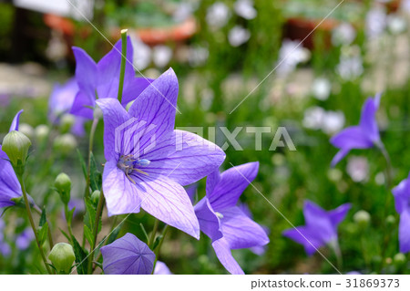 中國桔梗 31869373