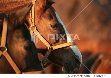Horse at dusk, December, Poland 31869950