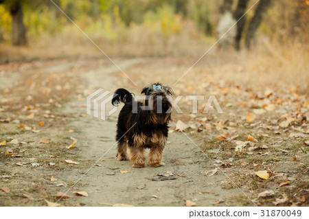 Yorkshire Terrier Dog walk in park 31870049