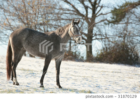 Horse in a snowy pasture in the morning Horse in a snowy pasture in the morning 31870129