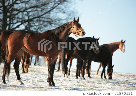 Horses in a snowy pasture in the morning Horses in a snowy pasture in the morning 31870131