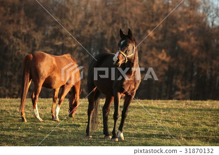 Horses on pasture at dusk Horses on pasture at dusk 31870132