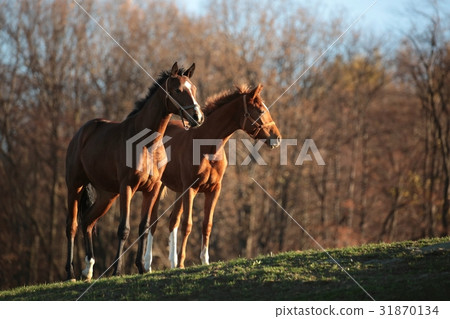 Horses on pasture at dusk Horses on pasture at dusk 31870134