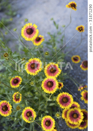 Orange flower Tenshi chrysanthemum Orange flower Tenshi chrysanthemum 31871290