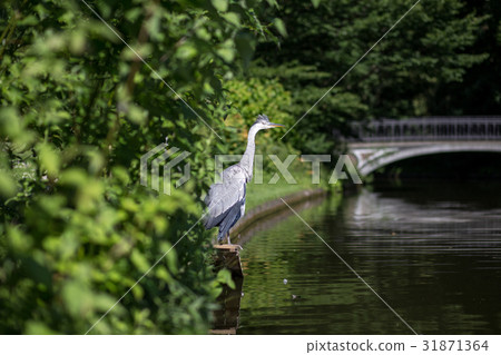Grey Heron, Denmark Grey Heron, Denmark 31871364