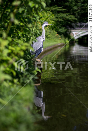Grey Heron, Denmark Grey Heron, Denmark 31871366