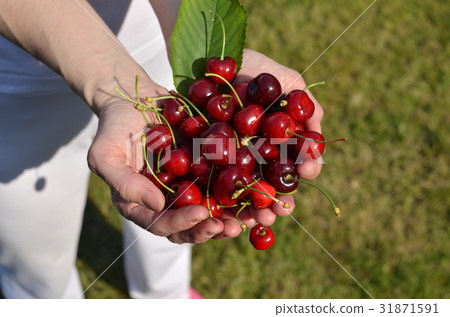 Palms of Fresh Cherries Palms of Fresh Cherries 31871591