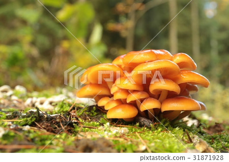 Family of orange mushrooms on a tree stump Family of orange mushrooms on a tree stump 31871928