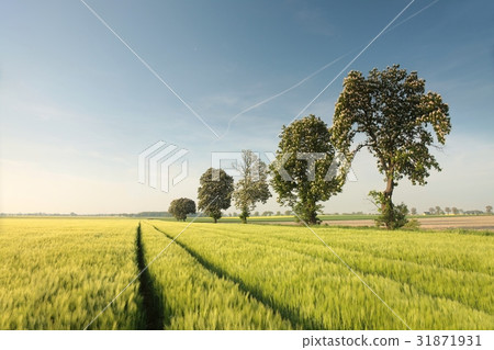 Blossoming chestnut tree on a grain field  31871931