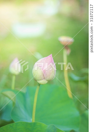 The lotus is blooming The lotus is blooming 31872117
