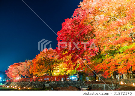 "Yamanashi Prefecture" Fujikawaguchiko Town · autumn leaves light up "maple corridor" 31872170