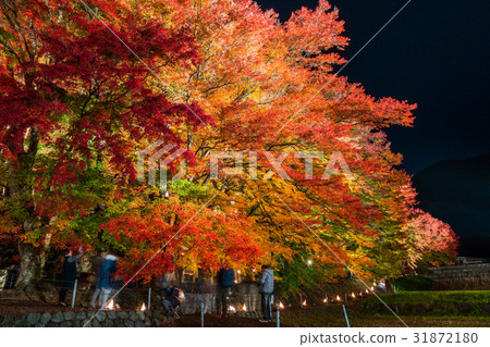 "Yamanashi Prefecture" Fujikawaguchiko Town · autumn leaves light up "maple corridor" "Yamanashi Prefecture" Fujikawaguchiko Town · autumn leaves light up "maple corridor" 31872180