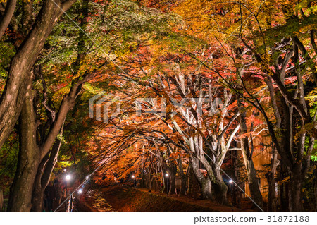 "Yamanashi Prefecture" Fujikawaguchiko Town · autumn leaves light up "maple corridor" "Yamanashi Prefecture" Fujikawaguchiko Town · autumn leaves light up "maple corridor" 31872188