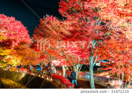 “山梨縣”富士河口湖町·秋葉照亮“楓林走廊” 31872210