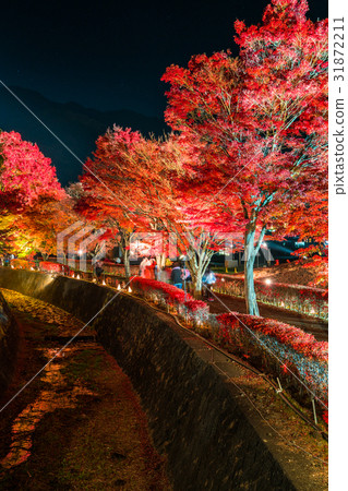 “山梨縣”富士河口湖町·秋葉照亮“楓林走廊” “山梨縣”富士河口湖町·秋葉照亮“楓林走廊” 31872211