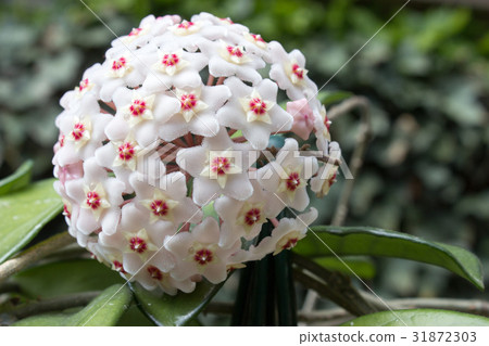 Detail of flowers of wax plant (Hoya carnosa) Detail of flowers of wax plant (Hoya carnosa) 31872303