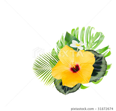 orange hibiscus flower 31872674