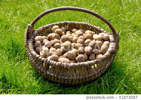The potatoes are in the old wicker basket The potatoes are in the old wicker basket 31873087