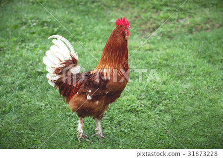 rooster in green field chicken hen grass country rooster in green field chicken hen grass country 31873228