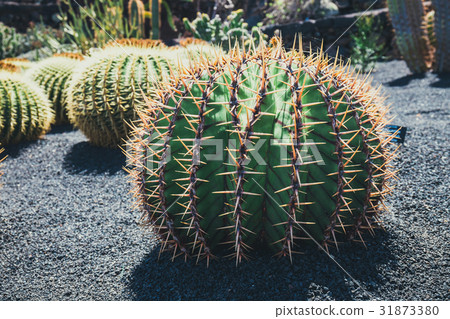 close up of Echinocactus grusonii cactus 31873380