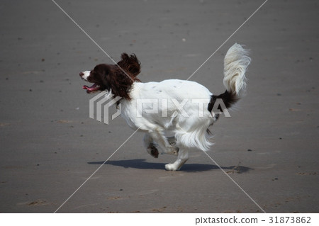 english springer spaniel pet gundog running english springer spaniel pet gundog running 31873862