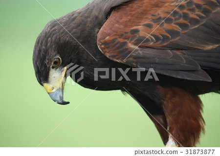 Fantastic brown hawk raptor Fantastic brown hawk raptor 31873877