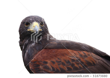 Fantastic brown hawk raptor Fantastic brown hawk raptor 31873880