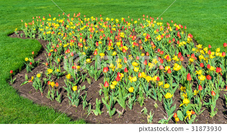 Red and yellow tulips in Queen Victoria Park - Red and yellow tulips in Queen Victoria Park - 31873930
