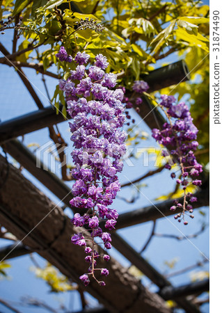 wisteria flower wisteria flower 31874490