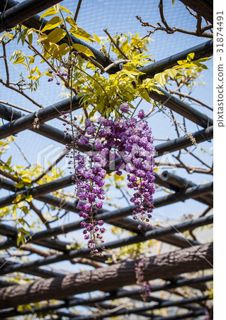 wisteria flower 31874491