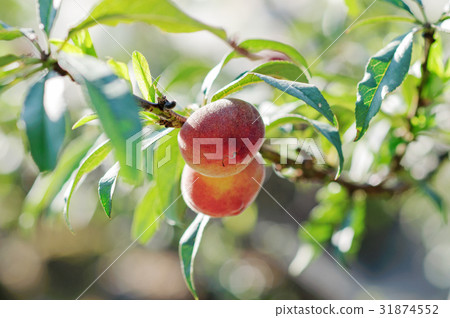 Sweet peaches growing on a peach tree branch 31874552