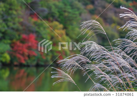 秋天Osani池塘 31874861