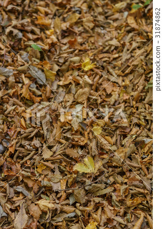 Autumn image Carpet of fallen leaves Autumn image Carpet of fallen leaves 31874862