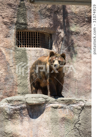 熊動物園 31874919