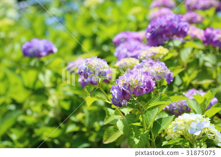 hydrangea flower hydrangea flower 31875075