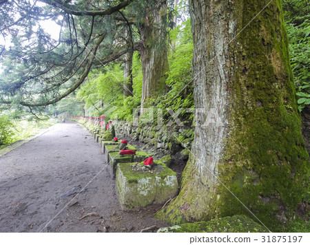 Stone Buddha lined with big trees 31875197